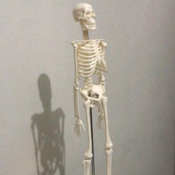 45 CM Človeških Anatomskih Anatomija Skelet Modela Plakatov Naučijo Pomoči, Anatomijo Človeške Skeletne Model 116610