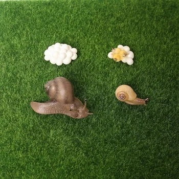 Realno Smolo Polž Živali Model Življenjskega Cikla Polž Diagram Miniaturni Vrt Dekoracijo Zbiralec Izobraževalne Igrače