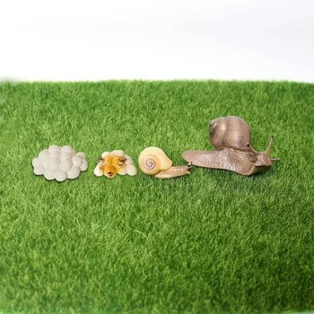 Realno Smolo Polž Živali Model Življenjskega Cikla Polž Diagram Miniaturni Vrt Dekoracijo Zbiralec Izobraževalne Igrače
