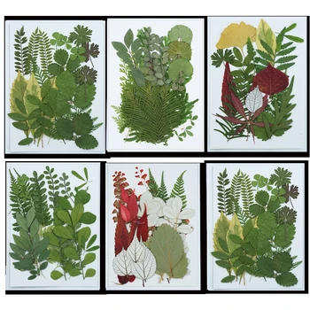 Resnično Posušena Pritisnete Vejice Listi Naravni Izbor za Make up Sveča Umetnostne Obrti DIY Zeleno Cvetno Decors Smolo Nakit Cvetnih listov