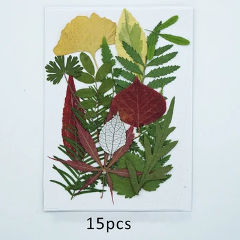 Resnično Posušena Pritisnete Vejice Listi Naravni Izbor za Make up Sveča Umetnostne Obrti DIY Zeleno Cvetno Decors Smolo Nakit Cvetnih listov