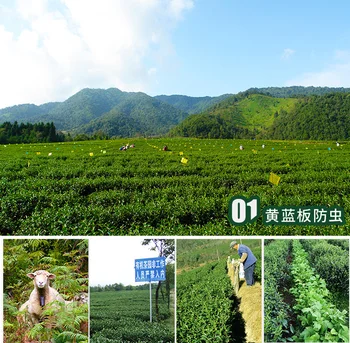 Ji Bian Yunnan TENG CHONG Oolong High Mountain Tea Jade Oolong z Nežno Aromo Kitajski Čaji za Težo Izgubili 150 g