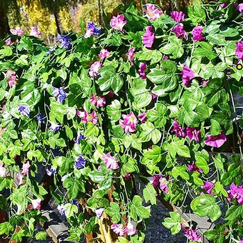 Umetne Rože Ponaredek Petunia Trte Zelenih Listov, ki Visi Trte Garland za svate Doma Vrt Dekoracijo Sten