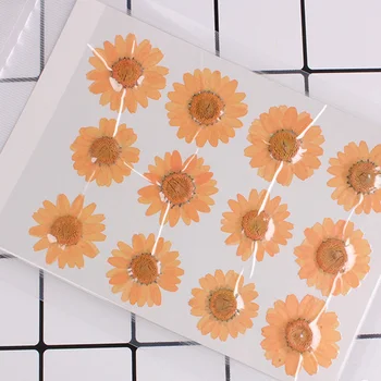 1 vrečko Pritisnete cvet posušen cvet bela chrysanthemum reliefi strani-prilepljena DIY materiala primeru mobilni telefon čas gem