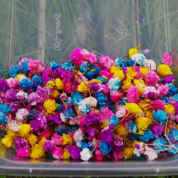 2g Novo Posušeno Cvetje Resnično Pritisnjen Cvetnih Listov Posušene Daisy Cvet Smolo Cvet Suho Beauty Nail Art Decals Epoksi Plesni Polje 43919
