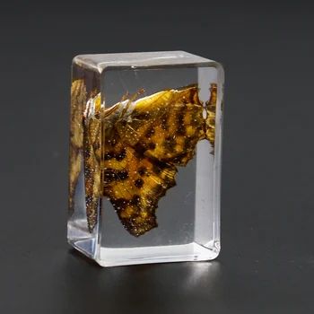 1PC Naravnih Metulj Amber Smolo Obrti Izvirnost Žuželke Kamen Ornament obtežilnik za papir Dom Dekoracija dodatna Oprema Darilo 94955